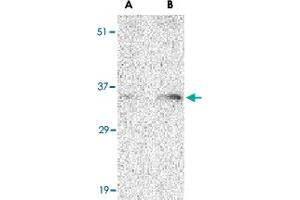 Western blot analysis of BAG1 in PC-3 cell lysate with BAG1 polyclonal antibody  at (A) 1 and (B) 2 ug/mL . (BAG1 Antikörper  (N-Term))