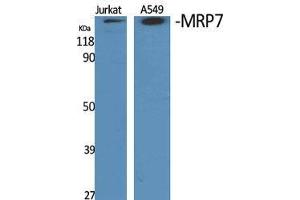 Western Blot (WB) analysis of specific cells using MRP7 Polyclonal Antibody. (ABCC10 Antikörper  (Internal Region))