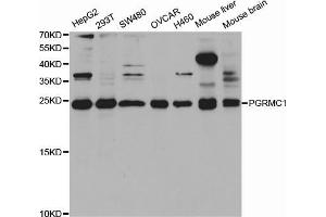 Western blot analysis of extracts of various cell lines, using PGRMC1 antibody (ABIN5973273) at 1/1000 dilution. (PGRMC1 Antikörper)
