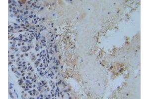 Figure. (RFTN1 Antikörper  (AA 288-520))