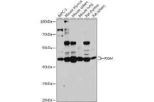 Western blot analysis of extracts of various cell lines, using PIGM antibody (ABIN7269294) at 1:1000 dilution. (PIGM Antikörper  (AA 35-96))