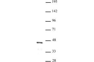 FOXL2 pAb tested by Western blot. (FOXL2 Antikörper  (N-Term))