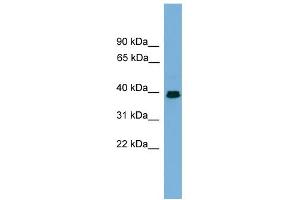 WB Suggested Anti-ANGPTL7 Antibody Titration:  0. (ANGPTL7 Antikörper  (Middle Region))