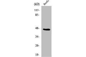 Western Blot analysis of 293 cells using β-1,4-Gal-T5 Polyclonal Antibody (B4GALT5 Antikörper  (C-Term))