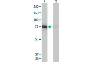 Western Blot analysis of DNM1L expression in transfected 293T cell line by DNM1L monoclonal antibody (M01), clone 3B5. (Dynamin 1-Like Antikörper  (AA 1-710))