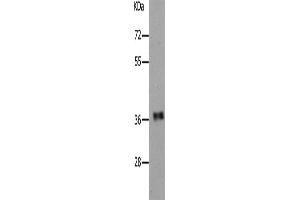 Western Blotting (WB) image for anti-Par-6 Partitioning Defective 6 Homolog alpha (PARD6A) antibody (ABIN2431759) (PARD6A Antikörper)