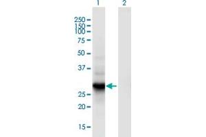 Western Blot analysis of RGS18 expression in transfected 293T cell line by RGS18 monoclonal antibody (M02), clone 1G12. (RGS18 Antikörper  (AA 1-235))