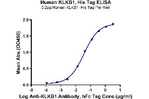 ELISA image for Kallikrein B, Plasma (Fletcher Factor) 1 (KLKB1) (AA 20-638) protein (His tag) (ABIN7275096)