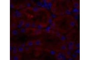 Immunofluorescence analysis of Rat kidney tissue using CAV1 Polyclonal Antibody at dilution of 1:200. (Caveolin-1 Antikörper)