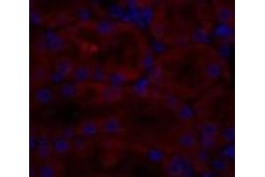 Immunofluorescence analysis of Rat kidney tissue using CAV1 Polyclonal Antibody at dilution of 1:200. (Caveolin-1 Antikörper)