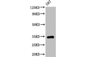 Western Blot Positive WB detected in: U87 whole cell lysate All lanes: TEF antibody at 3. (TEF Antikörper  (AA 7-303))