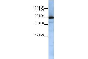 WB Suggested Anti-XPOT Antibody Titration:  0. (XPOT Antikörper  (Middle Region))