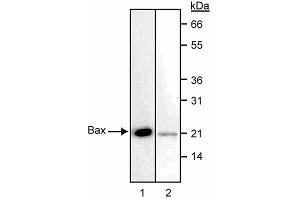 Western blot analysis of Bax. (BAX Antikörper  (N-Term))