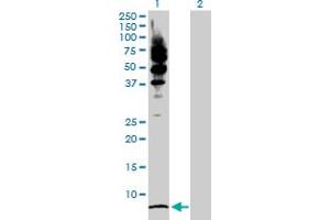 Western Blot analysis of LRRFIP1 expression in transfected 293T cell line by LRRFIP1 MaxPab polyclonal antibody. (LRRFIP1 Antikörper  (AA 1-105))