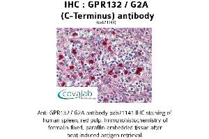 Image no. 1 for anti-G Protein-Coupled Receptor 132 (GPR132) (C-Term), (Cytoplasmic Domain) antibody (ABIN1734931) (G Protein-Coupled Receptor 132 Antikörper  (C-Term, Cytoplasmic Domain))