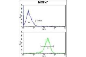 C1QA Antibody (C-term) (ABIN391492 and ABIN2841459) FC analysis of MCF-7 cells (bottom histogram) compared to a negative control cell (top histogram). (C1QA Antikörper  (C-Term))