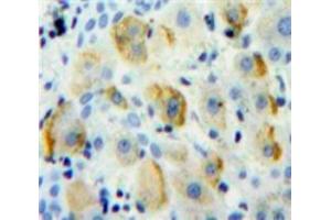 IHC-P analysis of Liver tissue, with DAB staining. (CD1d Antikörper  (AA 56-271))