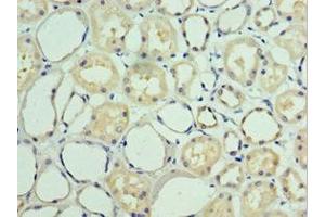 Immunohistochemistry of paraffin-embedded human kidney tissue using ABIN7157916 at dilution of 1:100 (BAT3 Antikörper  (AA 1-200))