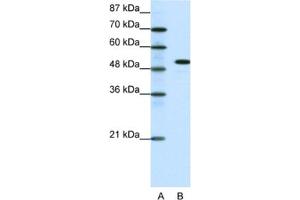Western Blotting (WB) image for anti-Spi-B Transcription Factor (Spi-1/PU.1 Related) (SPIB) antibody (ABIN2460217) (SPIB Antikörper)