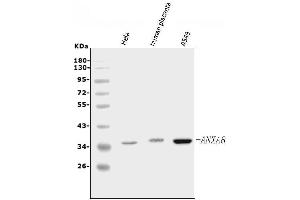 Western blot analysis of Annexin VIII using anti-Annexin VIII antibody (ABIN5518736). (Annexin VIII Antikörper  (N-Term))
