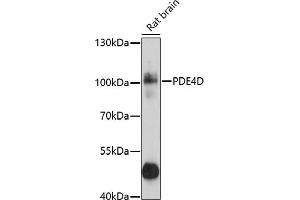 Western blot analysis of extracts of rat brain, using PDE4D antibody (ABIN3022336, ABIN3022337, ABIN3022338 and ABIN6218749) at 1:1000 dilution. (PDE4D Antikörper  (AA 249-518))