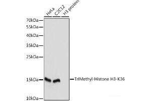 Western blot analysis of extracts of various cell lines using TriMethyl-Histone H3-K36 Polyclonal Antibody at dilution of 1:1000. (Histone 3 Antikörper  (3meLys36))