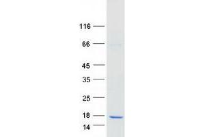 Validation with Western Blot (ATP6V1G2 Protein (Transcript Variant 2) (Myc-DYKDDDDK Tag))