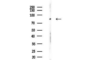 anti-Glutamate Receptor, Metabotropic 7 (GRM7) (C-Term) antibody