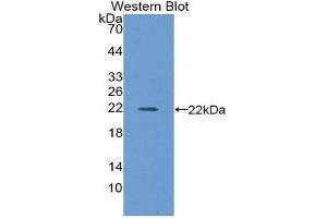 Western Blotting (WB) image for anti-CD40 (CD40) (AA 26-187) antibody (ABIN2118316) (CD40 Antikörper  (AA 26-187))