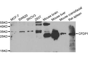 Western blot analysis of extracts of various cell lines, using CFDP1 antibody.