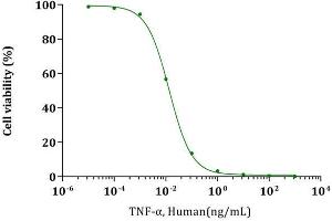 TNF-alpha, Human stimulates cytotoxicity of L-929 mouse fibrosarcoma cells. (TNF alpha Protein)