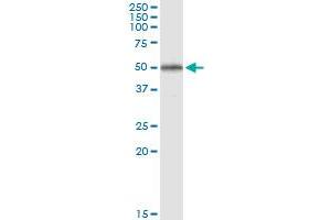 Immunoprecipitation of RNF133 transfected lysate using anti-RNF133 MaxPab rabbit polyclonal antibody and Protein A Magnetic Bead , and immunoblotted with RNF133 purified MaxPab mouse polyclonal antibody (B01P) . (RNF133 Antikörper  (AA 1-376))