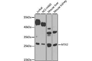 Western blot analysis of extracts of various cell lines, using MTX2 antibody (ABIN6129694, ABIN6144192, ABIN6144193 and ABIN6223964) at 1:1000 dilution. (MTX2 Antikörper  (AA 1-263))