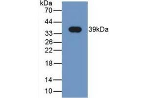 Detection of Recombinant NRG4, Human using Monoclonal Antibody to Neuregulin 4 (NRG4) (Neuregulin 4 Antikörper  (AA 1-62))