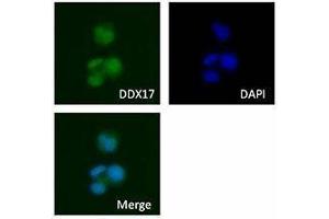 Immunofluorescence (IF) image for anti-DEAD (Asp-Glu-Ala-Asp) Box Polypeptide 17 (DDX17) antibody (ABIN2664924) (DDX17 Antikörper)
