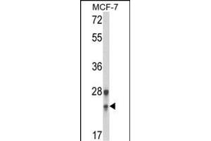 Western blot analysis of GINS1 Antibody (N-term) (ABIN653447 and ABIN2842885) in MCF-7 cell line lysates (35 μg/lane). (GINS1 Antikörper  (N-Term))