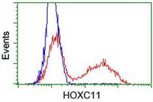 HEK293T cells transfected with either RC201475 overexpress plasmid (Red) or empty vector control plasmid (Blue) were immunostained by anti-HOXC11 antibody (ABIN2454335), and then analyzed by flow cytometry. (HOXC11 Antikörper)