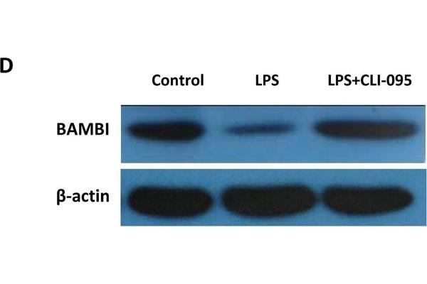 BAMBI Antikörper  (AA 101-200)