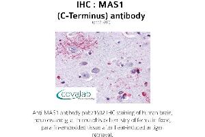 Image no. 1 for anti-MAS1 Oncogene (MAS1) (C-Term) antibody (ABIN1736773) (MAS1 Antikörper  (C-Term))