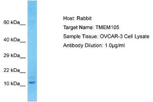 Host: Rabbit Target Name: TMEM105 Sample Type: OVCAR-3 Whole cell lysates Antibody Dilution: 1. (TMEM105 Antikörper  (N-Term))