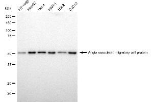 Western blotting analysis using Angio associated migratory cell protein antibody (ABIN7797601). (Rekombinanter AAMP Antikörper)
