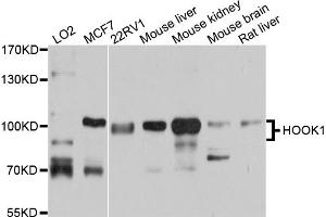 Western blot analysis of extracts of various cell lines, using HOOK1 antibody (ABIN5972717) at 1/1000 dilution. (HOOK1 Antikörper)