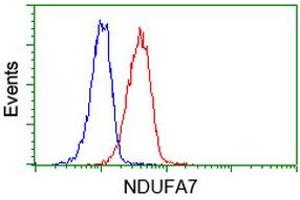 Image no. 2 for anti-NADH Dehydrogenase (Ubiquinone) 1 alpha Subcomplex, 7, 14.5kDa (NDUFA7) antibody (ABIN1499663) (NDUFA7 Antikörper)