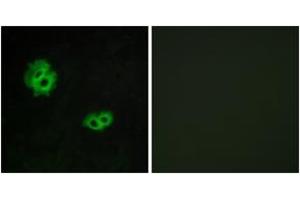 Immunofluorescence analysis of MCF7 cells, using GPR171 Antibody. (GPR171 Antikörper  (AA 141-190))