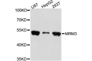Western blot analysis of extracts of various cell lines, using MRM3 antibody (ABIN5972775) at 1:3000 dilution. (RNMTL1 Antikörper)