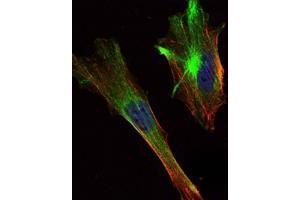 Immunofluorescence analysis of Hela cells using CRTC2 mouse mAb (green). (CRTC2 Antikörper)