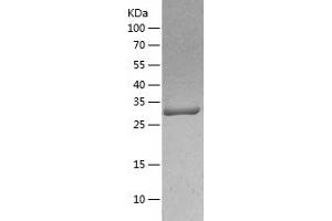 Western Blotting (WB) image for Mitochondrial Ribosomal Protein L1 (MRPL1) (AA 51-325) protein (His tag) (ABIN7123979) (MRPL1 Protein (AA 51-325) (His tag))