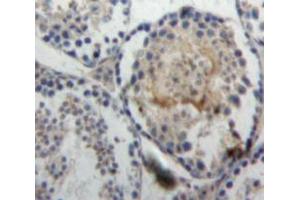 Used in DAB staining on fromalin fixed paraffin-embedded Testis tissue (Ghrelin Antikörper  (AA 28-117))