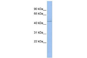 WB Suggested Anti-PML Antibody Titration:  0. (PML Antikörper  (N-Term))