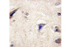 IHC analysis of FFPE human brain tissue stained with anti-LGR5 antibody (LGR5 Antikörper  (AA 605-638))